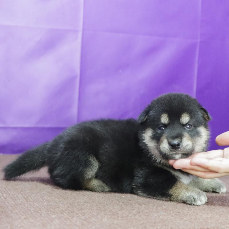 販売中の愛知県の柴犬-411851の2枚目